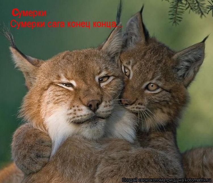 С Сумерки Сумерки сага конец конца...... Котоматрица: С Сумерки Сумерки сага конец конца...