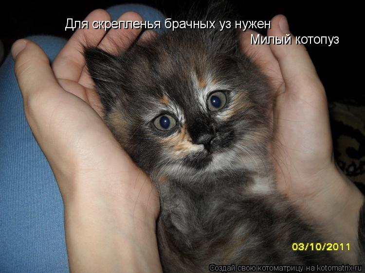 Для скрепленья брачных уз нужен Милый котопуз... Котоматрица: Для скрепленья брачных уз нужен Милый котопуз