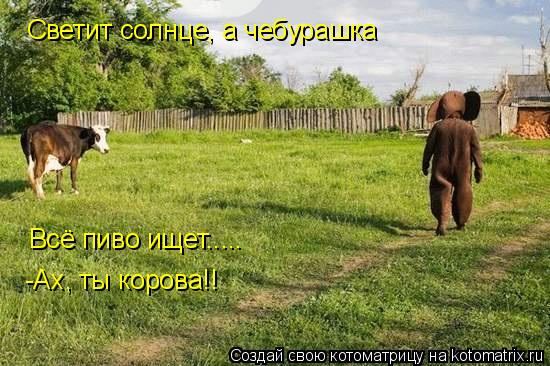 Котоматрица: Светит солнце, а чебурашка Всё пиво ищет..... -Ах, ты корова!!