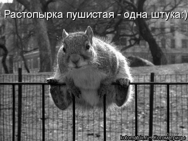 Котоматрица: Растопырка пушистая - одна штука:)