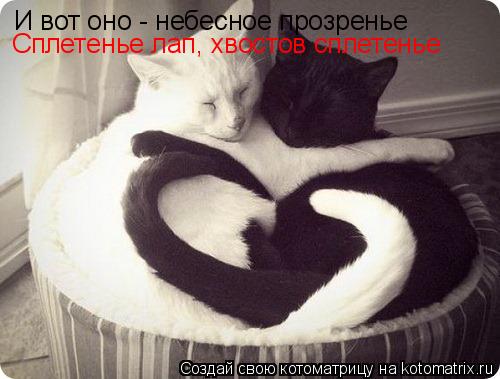 И вот оно - небесное прозренье Сплетенье лап, хвостов сплетенье... Котоматрица: И вот оно - небесное прозренье Сплетенье лап, хвостов сплетенье