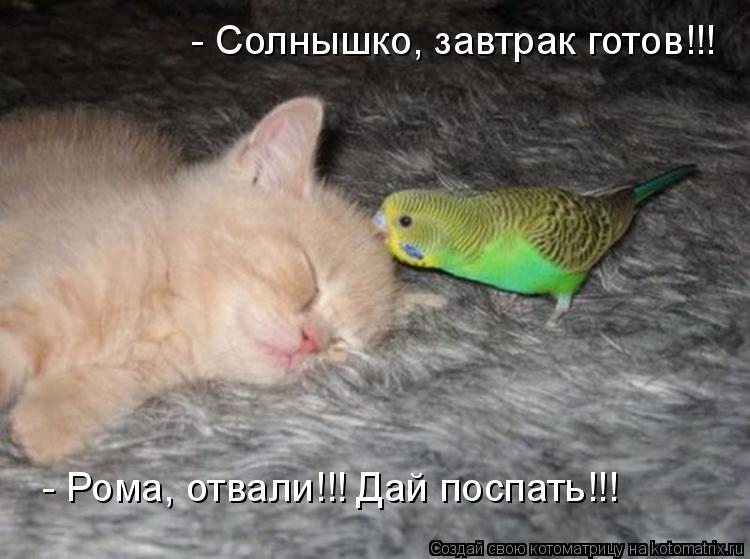 Котоматрица: - Рома, отвали!!! Дай поспать!!! - Солнышко, завтрак готов!!!