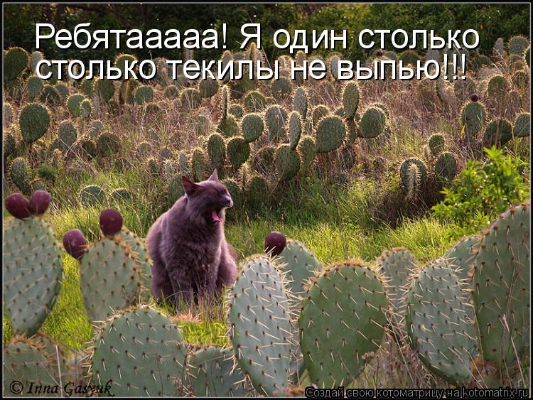 Ребятааааа! Я один столько столько текилы не выпью!!!... Котоматрица: Ребятааааа! Я один столько столько текилы не выпью!!!