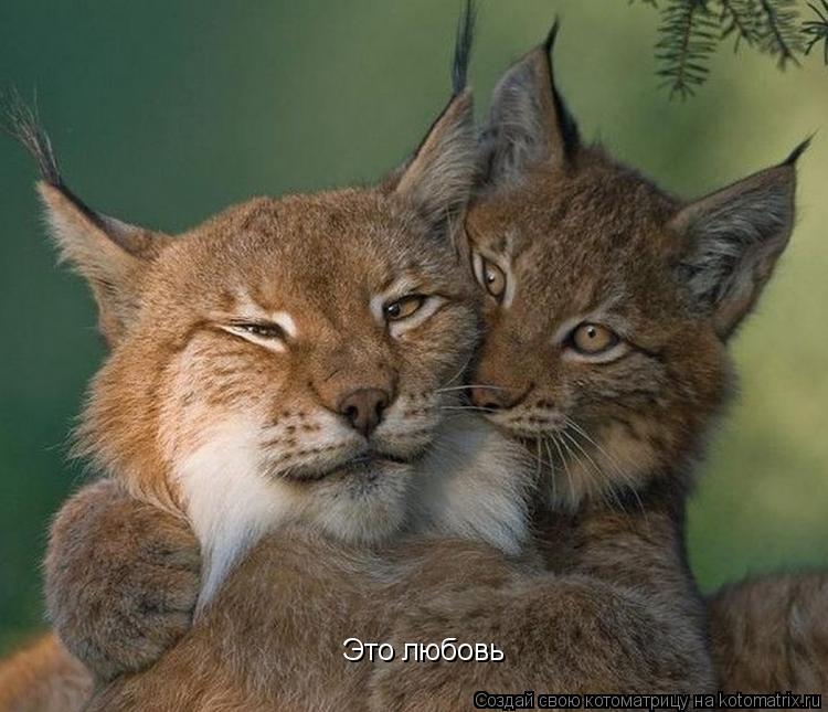 Это любовь... Котоматрица: Это любовь