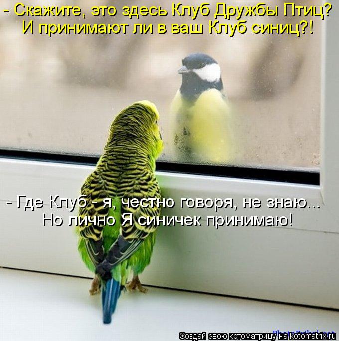 - Скажите, это здесь Клуб Дружбы Птиц? И принимают ли в ваш Клуб синиц?! - Где Клуб - я, честно говор... Котоматрица: - Скажите, это здесь Клуб Дружбы Птиц? И принимают ли в ваш Клуб синиц?! - Где Клуб - я, честно говоря, не знаю... Но лично Я синичек принимаю!