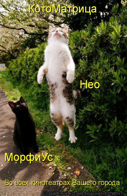 КотоМатрица МорфиУс Нео Во всех кинотеатрах Вашего города... Котоматрица: КотоМатрица МорфиУс Нео Во всех кинотеатрах Вашего города
