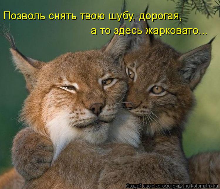 Позволь снять твою шубу, дорогая, а то здесь жарковато...... Котоматрица: Позволь снять твою шубу, дорогая, а то здесь жарковато...