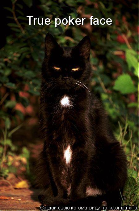 True poker face... Котоматрица: True poker face