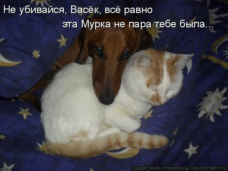 Не убивайся, Васёк, всё равно эта Мурка не пара тебе была...... Котоматрица: Не убивайся, Васёк, всё равно эта Мурка не пара тебе была...