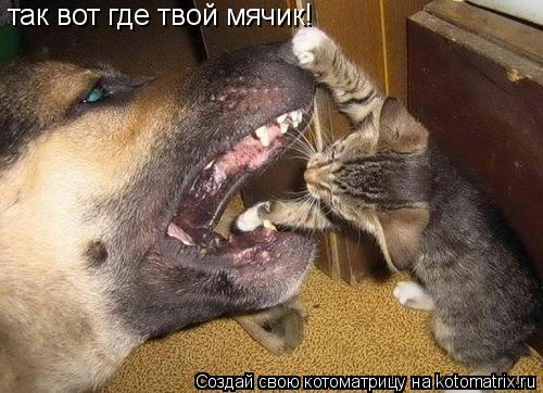 так вот где твой мячик!... Котоматрица: так вот где твой мячик!