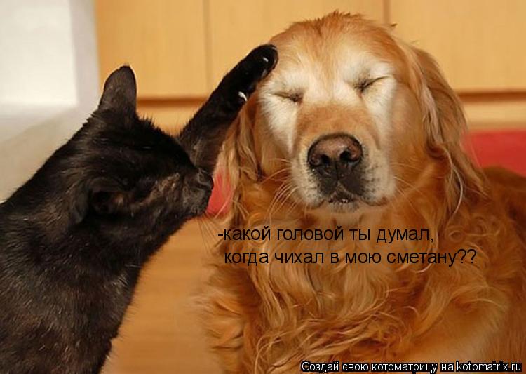 когда чихал в мою сметану?? -какой головой ты думал,... Котоматрица: когда чихал в мою сметану?? -какой головой ты думал,