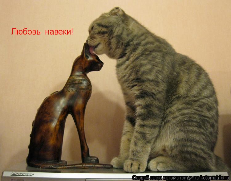 Любовь навеки!... Котоматрица: Любовь навеки!