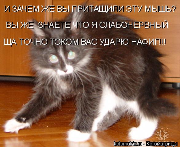 И ЗАЧЕМ ЖЕ ВЫ ПРИТАЩИЛИ ЭТУ МЫШЬ? ВЫ ЖЕ ЗНАЕТЕ ЧТО Я СЛАБОНЕРВНЫЙ ЩА ТОЧНО ТОКОМ ВАС УДАРЮ НАФИГ!!!... Котоматрица: И ЗАЧЕМ ЖЕ ВЫ ПРИТАЩИЛИ ЭТУ МЫШЬ? ВЫ ЖЕ ЗНАЕТЕ ЧТО Я СЛАБОНЕРВНЫЙ ЩА ТОЧНО ТОКОМ ВАС УДАРЮ НАФИГ!!!