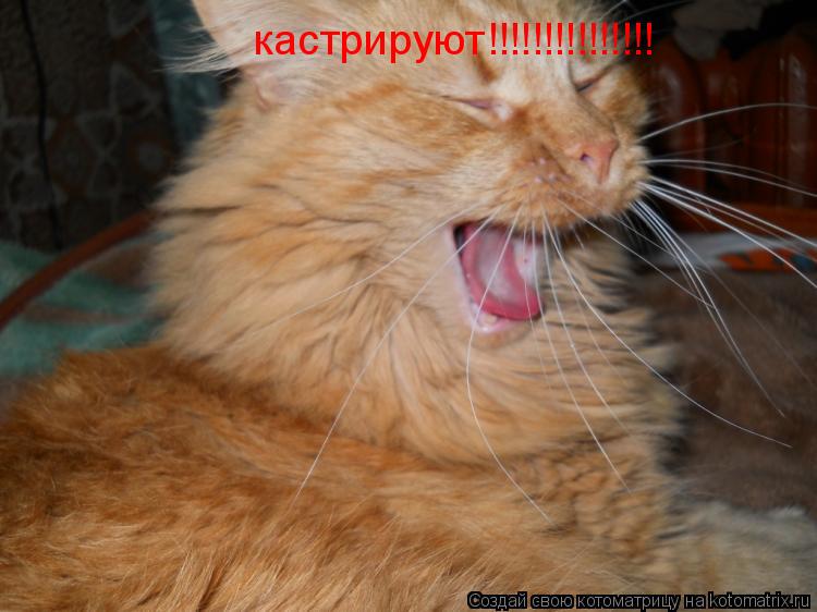 кастрируют!!!!!!!!!!!!!!!... Котоматрица: кастрируют!!!!!!!!!!!!!!!