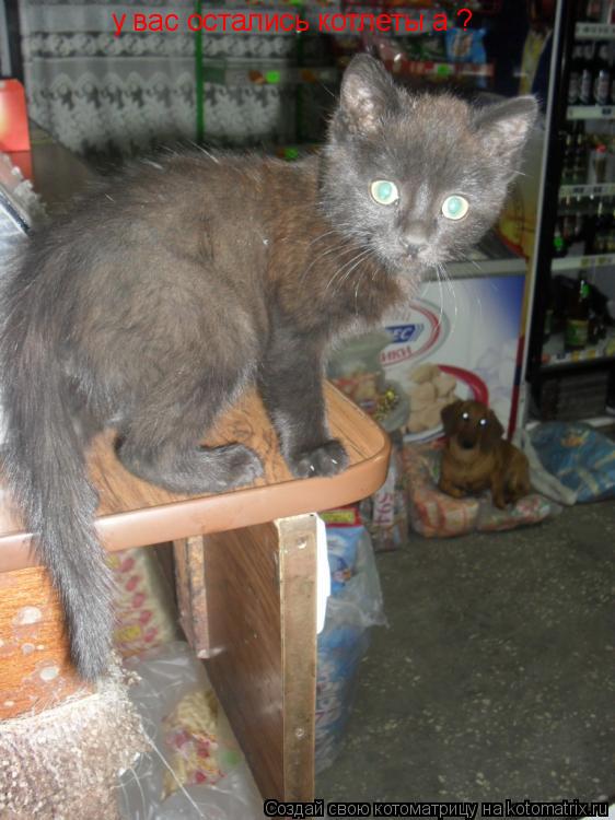 у вас остались котлеты а ?... Котоматрица: у вас остались котлеты а ?