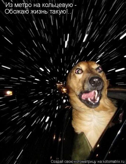 Из метро на кольцевую - Обожаю жизнь такую!..... Котоматрица: Из метро на кольцевую - Обожаю жизнь такую!..