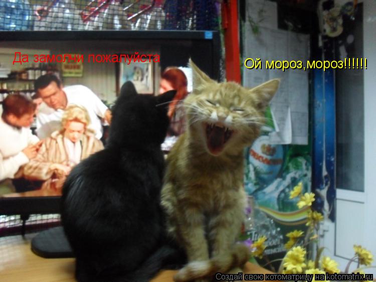 Ой мороз,мороз!!!!!! Да замолчи пожалуйста... Котоматрица: Ой мороз,мороз!!!!!! Да замолчи пожалуйста