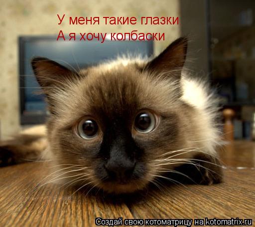 У меня такие глазки А я хочу колбаски... Котоматрица: У меня такие глазки А я хочу колбаски