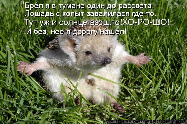 Лошадь с копыт завалилася где-то. Тут уж и солнце взошло!ХО-РО-ШО! Брёл я в тумане один до рассвета. ... Котоматрица: Лошадь с копыт завалилася где-то. Тут уж и солнце взошло!ХО-РО-ШО! Брёл я в тумане один до рассвета. И без неё я дорогу нашёл!