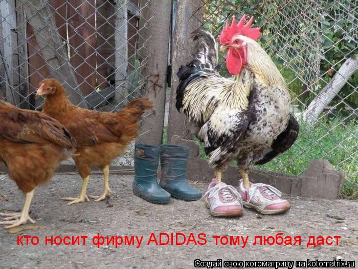 кто носит фирму ADIDAS тому любая даст... Котоматрица: кто носит фирму ADIDAS тому любая даст
