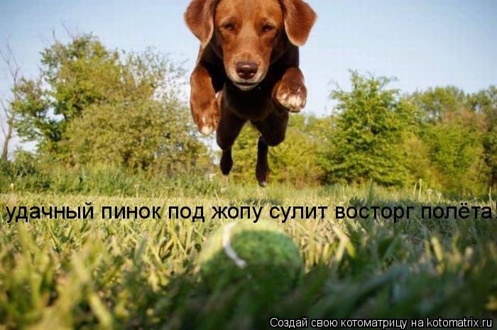 удачный пинок под жопу сулит восторг полёта!!!... Котоматрица: удачный пинок под жопу сулит восторг полёта!!!