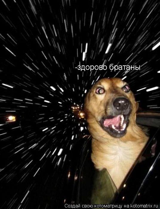 -здорово братаны... Котоматрица: -здорово братаны