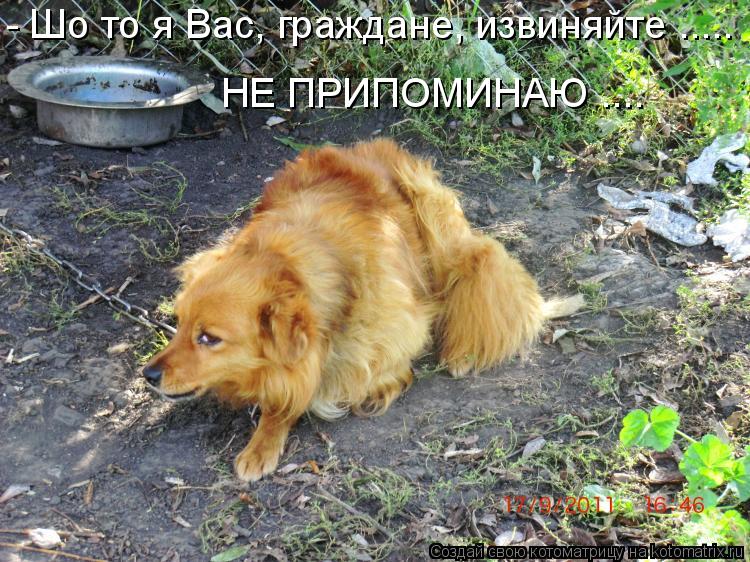 НЕ ПРИПОМИНАЮ .... - Шо то я Вас, граждане, извиняйте ........ Котоматрица: НЕ ПРИПОМИНАЮ .... - Шо то я Вас, граждане, извиняйте .....