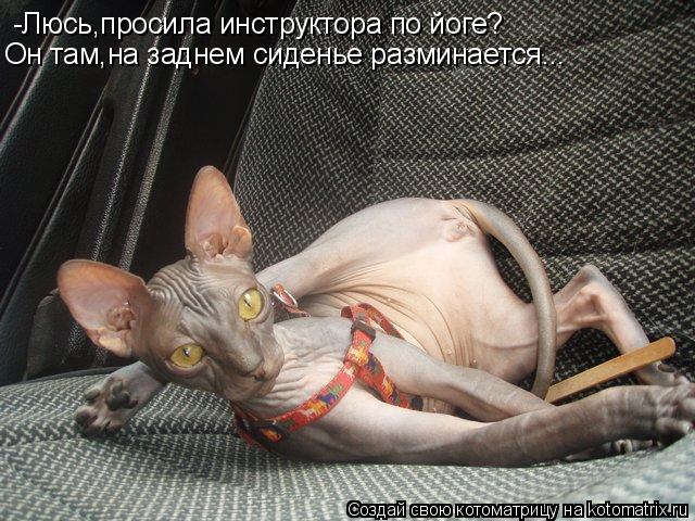 -Люсь,просила инструктора по йоге? Он там,на заднем сиденье разминается...... Котоматрица: -Люсь,просила инструктора по йоге? Он там,на заднем сиденье разминается...
