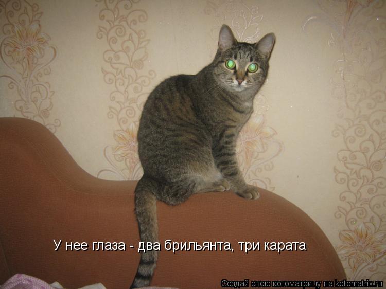 У нее глаза - два брильянта, три карата... Котоматрица: У нее глаза - два брильянта, три карата