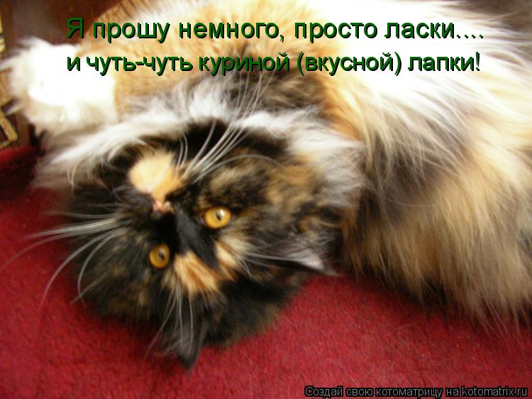 Я прошу немного, просто ласки.... и чуть-чуть куриной (вкусной) лапки!... Котоматрица: Я прошу немного, просто ласки.... и чуть-чуть куриной (вкусной) лапки!