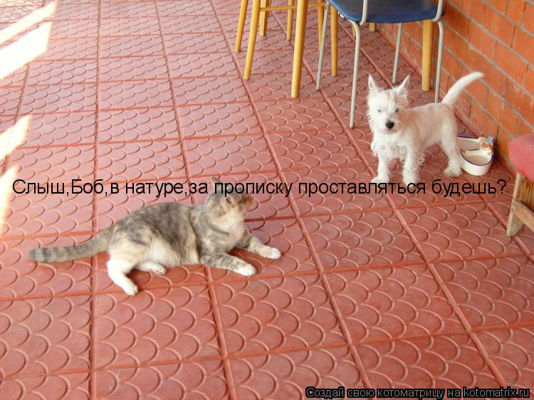 Слыш,Боб,в натуре,за прописку проставляться будешь?... Котоматрица: Слыш,Боб,в натуре,за прописку проставляться будешь?