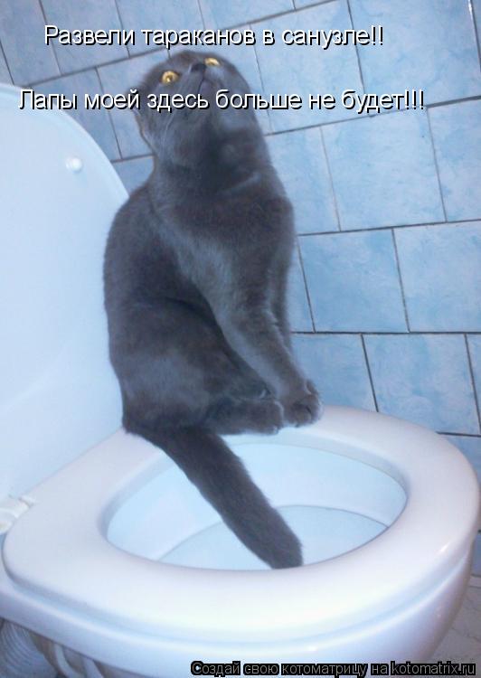 Развели тараканов в санузле!! Лапы моей здесь больше не будет!!!... Котоматрица: Развели тараканов в санузле!! Лапы моей здесь больше не будет!!!