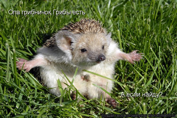 Опа грибничок.Грибы есть А если найду?... Котоматрица: Опа грибничок.Грибы есть А если найду?