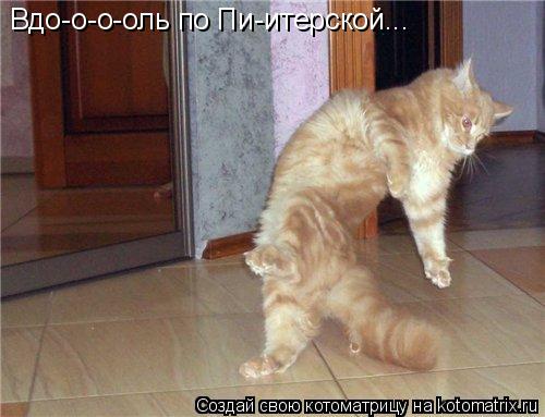 Вдо-о-о-оль по Пи-итерской...... Котоматрица: Вдо-о-о-оль по Пи-итерской...