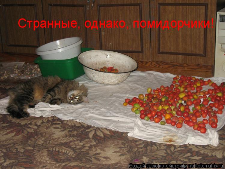 Странные, однако, помидорчики!... Котоматрица: Странные, однако, помидорчики!