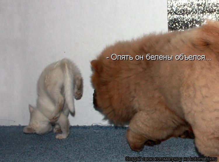 - Опять он белены объелся...... Котоматрица: - Опять он белены объелся...