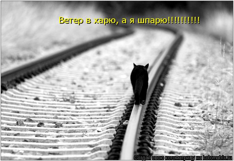 Ветер в харю, а я шпарю!!!!!!!!!!... Котоматрица: Ветер в харю, а я шпарю!!!!!!!!!!