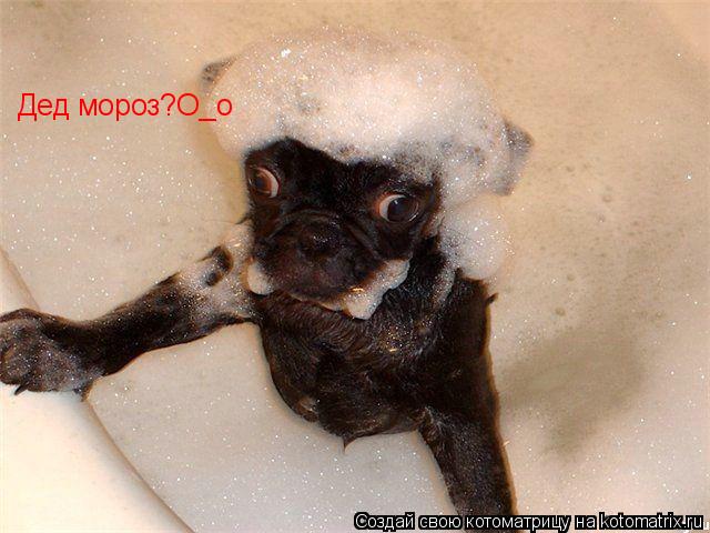 Дед мороз?О_о... Котоматрица: Дед мороз?О_о