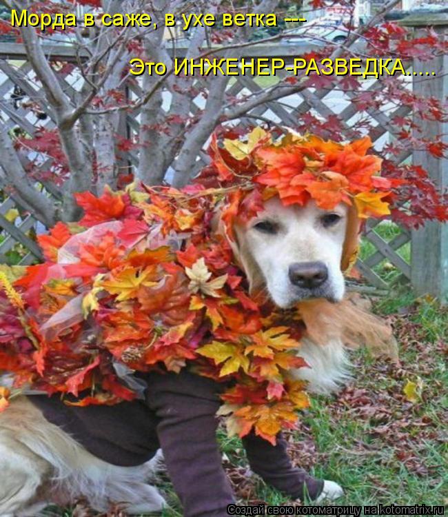 Морда в саже, в ухе ветка --- Это ИНЖЕНЕР-РАЗВЕДКА........ Котоматрица: Морда в саже, в ухе ветка --- Это ИНЖЕНЕР-РАЗВЕДКА.....
