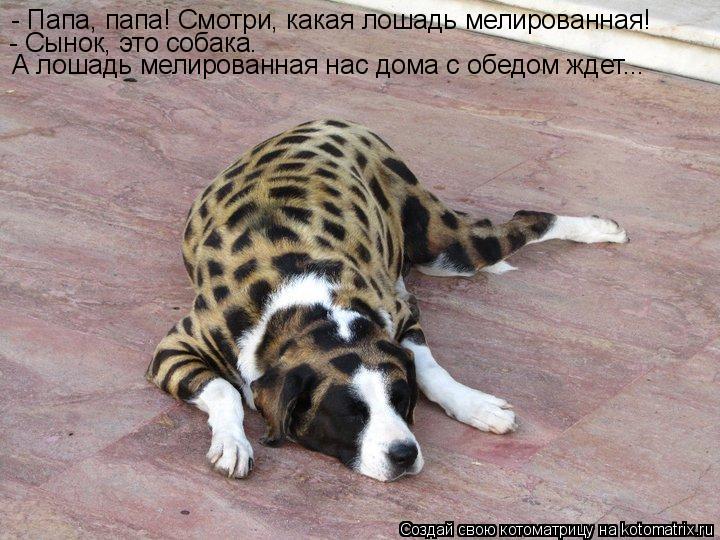 - Папа, папа! Смотри, какая лошадь мелированная! - Сынок, это собака. А лошадь мелированная нас дома ... Котоматрица: - Папа, папа! Смотри, какая лошадь мелированная! - Сынок, это собака. А лошадь мелированная нас дома с обедом ждет...