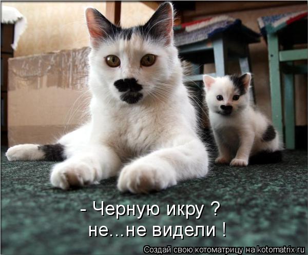 Котоматрица: - Черную икру ? не...не видели !