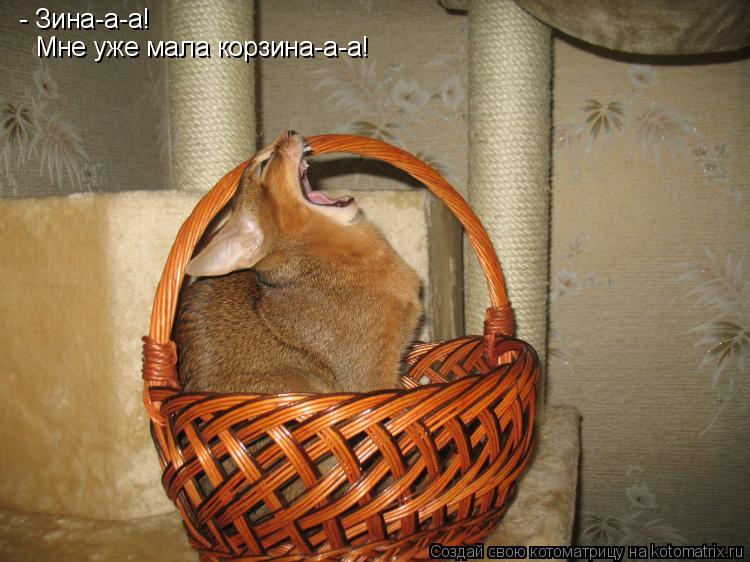 - Зина-а-а! Мне уже мала корзина-а-а!... Котоматрица: - Зина-а-а! Мне уже мала корзина-а-а!