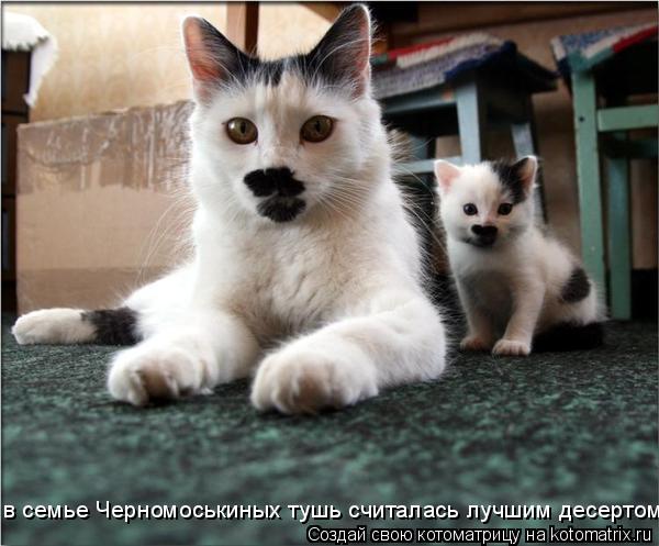 в семье Черномоськиных тушь считалась лучшим десертом... Котоматрица: в семье Черномоськиных тушь считалась лучшим десертом