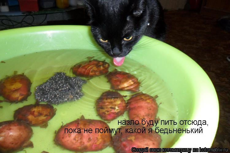 назло буду пить отсюда, пока не поймут, какой я бедьненький... Котоматрица: назло буду пить отсюда, пока не поймут, какой я бедьненький