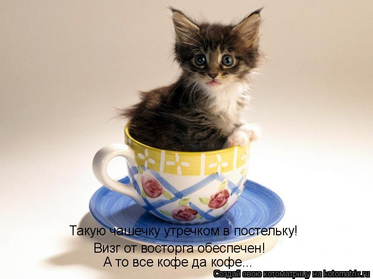 Такую чашечку утречком в постельку! Визг от восторга обеспечен! А то все кофе да кофе...... Котоматрица: Такую чашечку утречком в постельку! Визг от восторга обеспечен! А то все кофе да кофе...