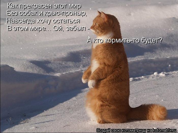 Как прекрасен этот мир Без собак и крыс-проныр, Навсегда хочу остаться В этом мире... Ой, забыл - А к... Котоматрица: Как прекрасен этот мир Без собак и крыс-проныр, Навсегда хочу остаться В этом мире... Ой, забыл - А кто кормить-то будет?