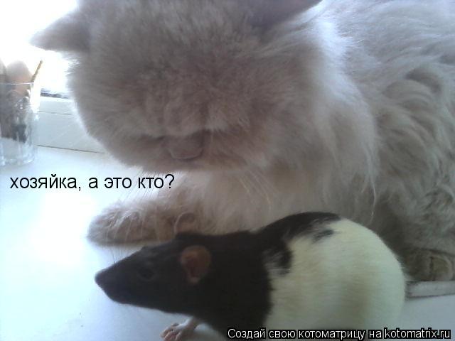 хозяйка, а это кто?... Котоматрица: хозяйка, а это кто?