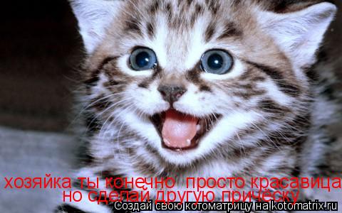 хозяйка ты конечно просто красавица но сделай другую причёску... Котоматрица: хозяйка ты конечно просто красавица но сделай другую причёску