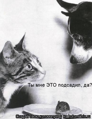 Котоматрица: Ты мне ЭТО подсадил, да?