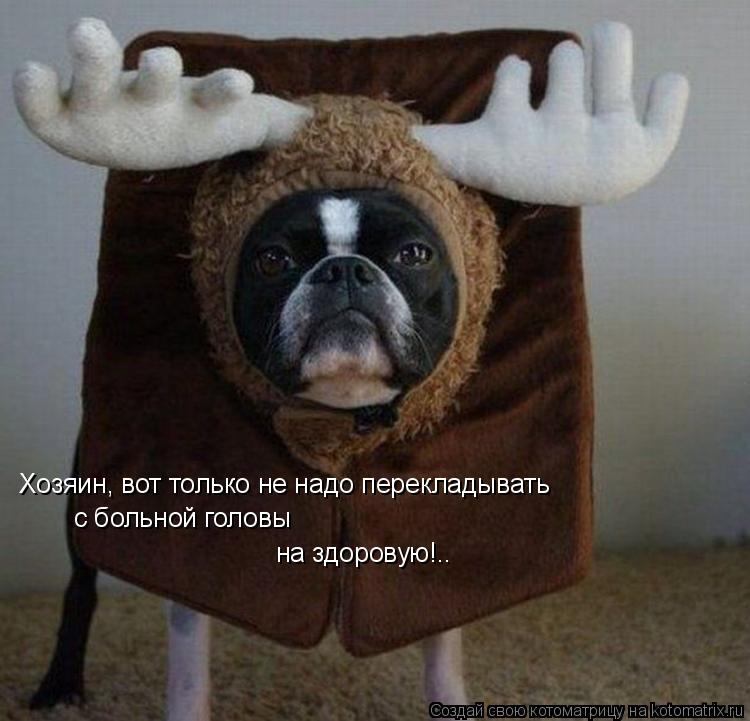 Котоматрица: на здоровую!.. Хозяин, вот только не надо перекладывать  с больной головы